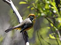 Chestnut-tailed Minla I IMG 7044