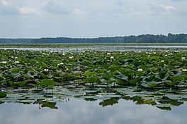 Crab Orchard Lake (48699887646).jpg