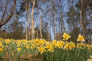 Daffodils in Farndale