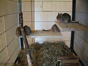 Degus-4er-Bande