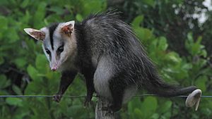 Didelphis albiventris, Bahia, Brazil.jpg