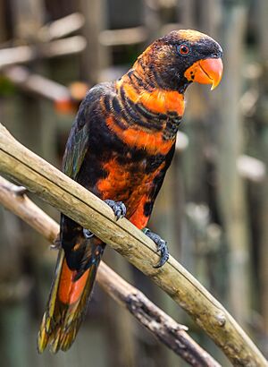 Dusky lory (Pseudeos fuscata), Gembira Loka Zoo, Yogyakarta, 2015-03-15 03.jpg