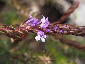 Eremophila densifolia (leaves and flowers).jpg