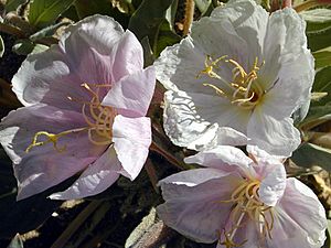 Eureka Dunes Evening Primrose