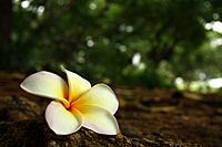 Fallen Plumeria