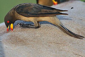 Flickr - Rainbirder - Yellow-billed Oxpecker (Buphagus africanus).jpg