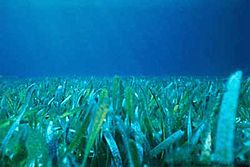 Floridian seagrass bed