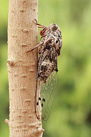 Floury Baker cicada side.JPG