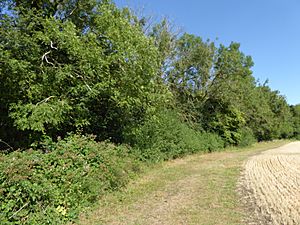 Gawdyhall Big Wood Harleston 1.jpg