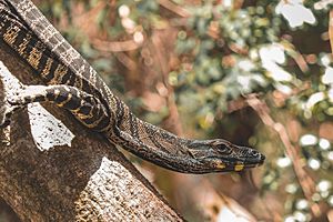 Goanna Head 2