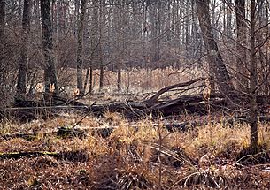 Great Swamp National Wildlife Refuge, December