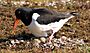 Haematopus ostralegus -Scotland -nesting-8.jpg