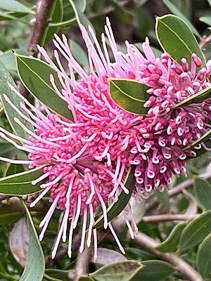 Hakea "Burrendong Beauty" 02.jpg