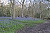 Bluebells in Hodgemoor Wood