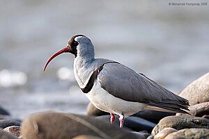 Ibisbill4.jpg