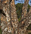 Indian gooseberry bark