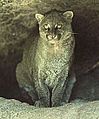 Jaguarundi-s