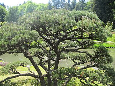 Japanese garden bonsai tree