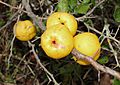 Japanese quince fruit 2015 G1.jpg