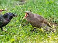 Juvenile European starling (10739)