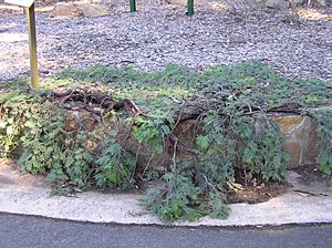 Kambah Karpet Acacia dealbata