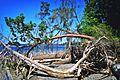 Kopachuck State Park beach