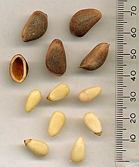 KoreanPineSeeds