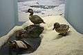 Labrador Ducks AMNH