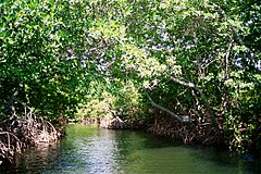 Laguna de La Restinga (24)