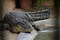 Large crocodile in park