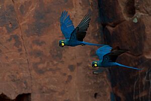 Lear's Macaw Anodorhynchus leari