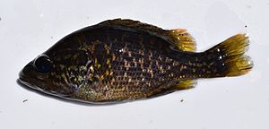 Lepomis gulosus UMFS 2015