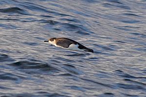 Little shearwater (Puffinus assimilis)