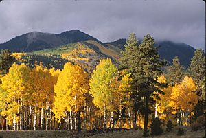 Lockett Meadow, 1996