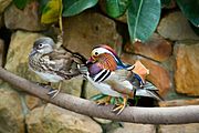 Mandarin-duck-pair-near-wall