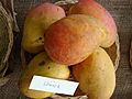 Mango Edward Asit fs8.jpg