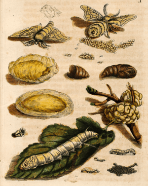 Maria Sibylla Merian Maulbeerbaum samt Frucht plate 1