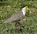 Masked Lapwing portlandrds08