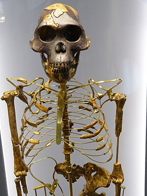 NHM - Australopithecus afarensis Skelett