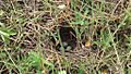 Nest Cup PaddyfieldPipit Topview