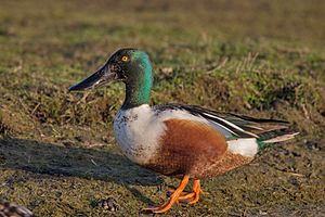 Northern-Shoveler Anas-clypeata