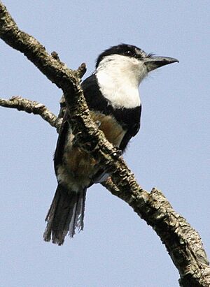 Notharchus swainsoni - Buff-bellied puffbird.jpg