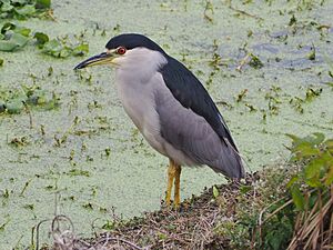 Nycticorax nycticorax 171444573.jpg