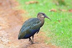 Olive Ibis.JPG