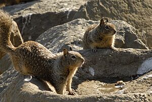 Pair of California Ground Squirrels.jpg