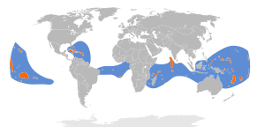 Phaethon lepturus map.svg