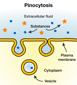 Pinocytosis