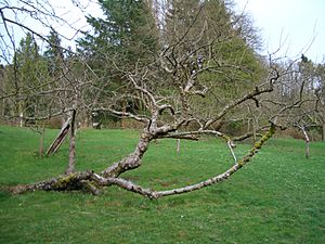 Piper-Orchard-Old-apple-tree-3369