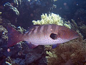 Plectropomus pessuliferus.jpg