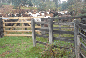 Ponies in the pound at a drift